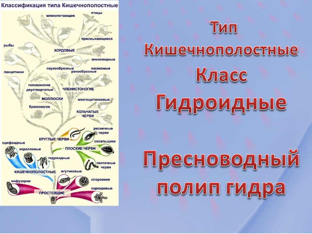 Кракен зеркало